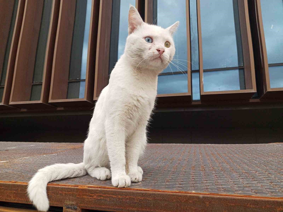 Samsun Atakum'da beyaz kedi, mavi ve kehribar gözleriyle ilgi odağı oluyor