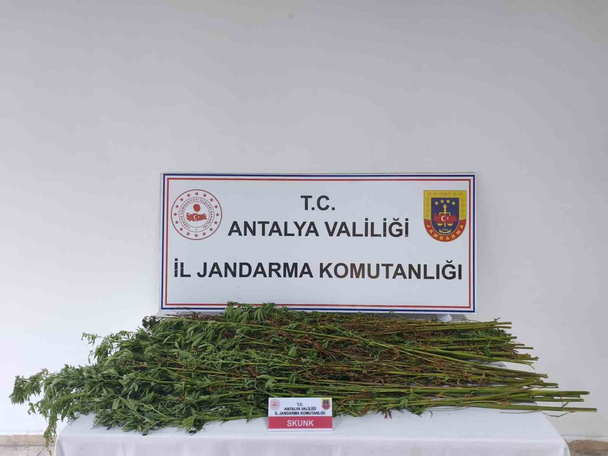 Serik'te jandarma operasyonunda 80 kök kenevir ele geçirildi, şüpheli gözaltında