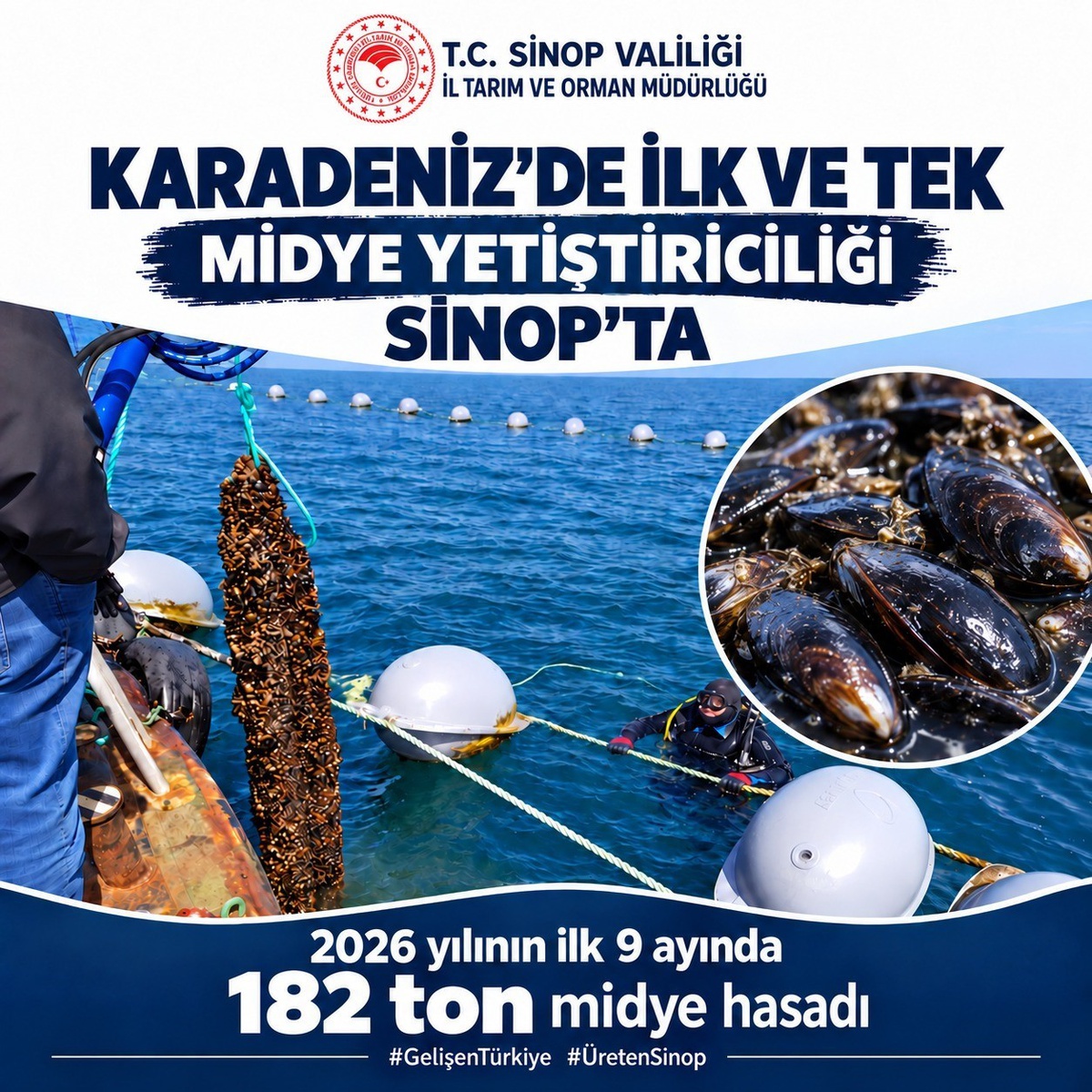 Sinop'ta yılın ilk 9 ayında 182 ton midye hasadı gerçekleştirildi