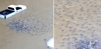 Ülke sular altında kaldı! Sokaklarda balıklar yüzmeye başladı
