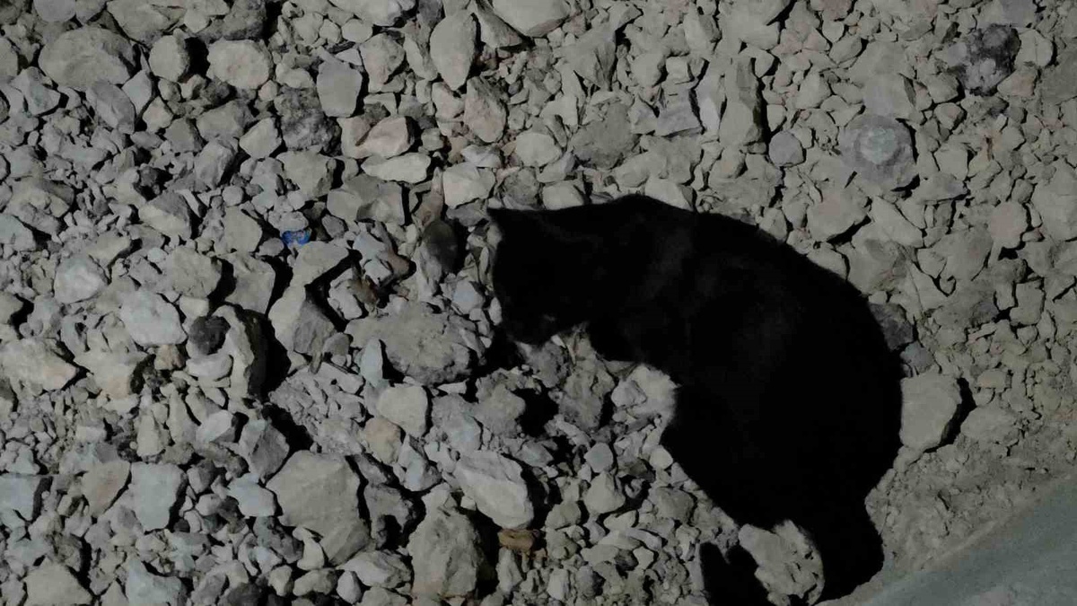 Van Gölü sahilinde kedi, yakaladığı fareyle yaklaşık iki saat oynadı