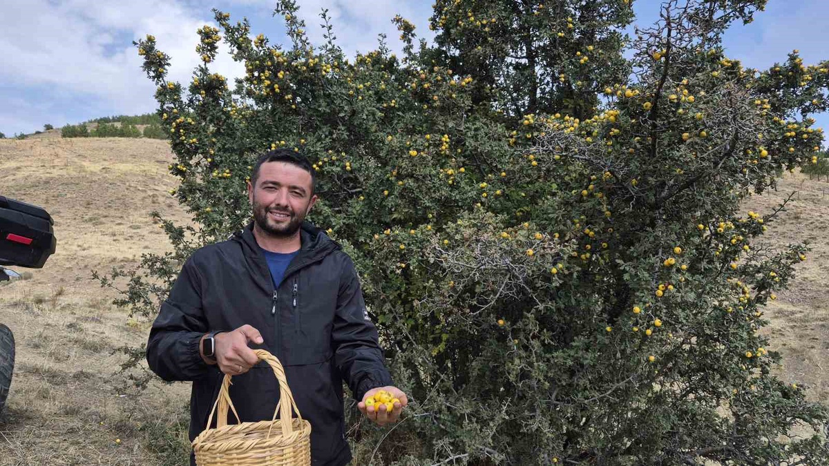 Yozgat Sorgun'da doğal yetişen alıç hasadı başladı, köylüler şifa için topluyor