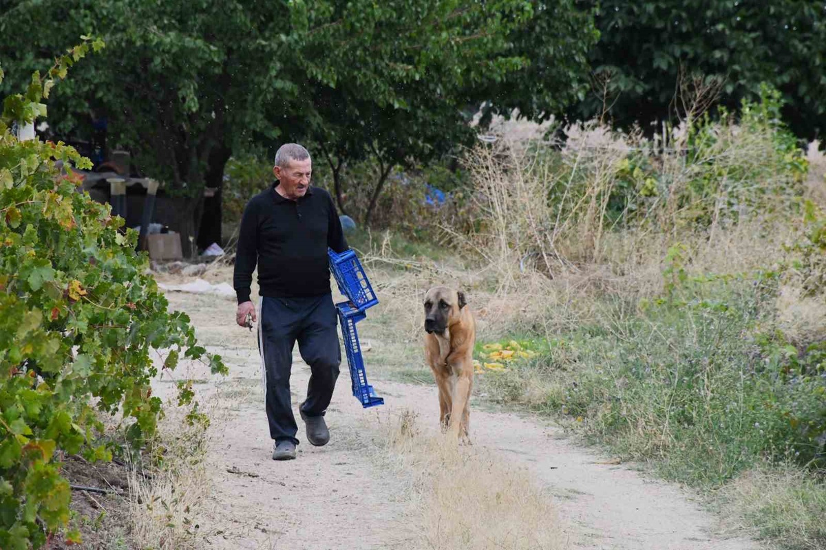 Yozgat'ta emekli öğretmen Bekir Karakoç, 14 dönümlük bozkırı yeşil vahaya çevirdi