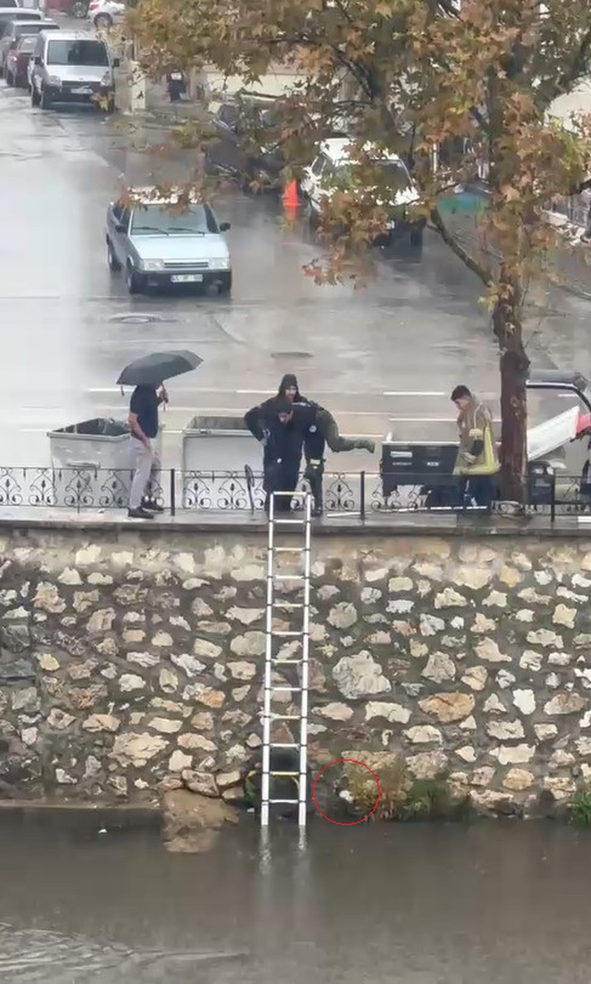 Bursa Gemlik'te sağanakta dereye düşen yavru kediyi itfaiye kurtardı