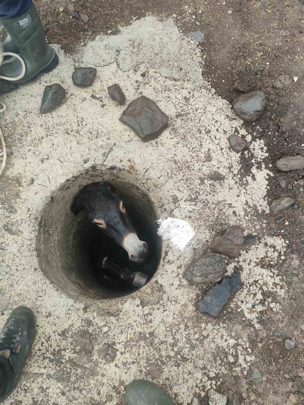 Elazığ Karakoçan'da kuyuya düşen eşek, itfaiye ekiplerince halatla kurtarıldı