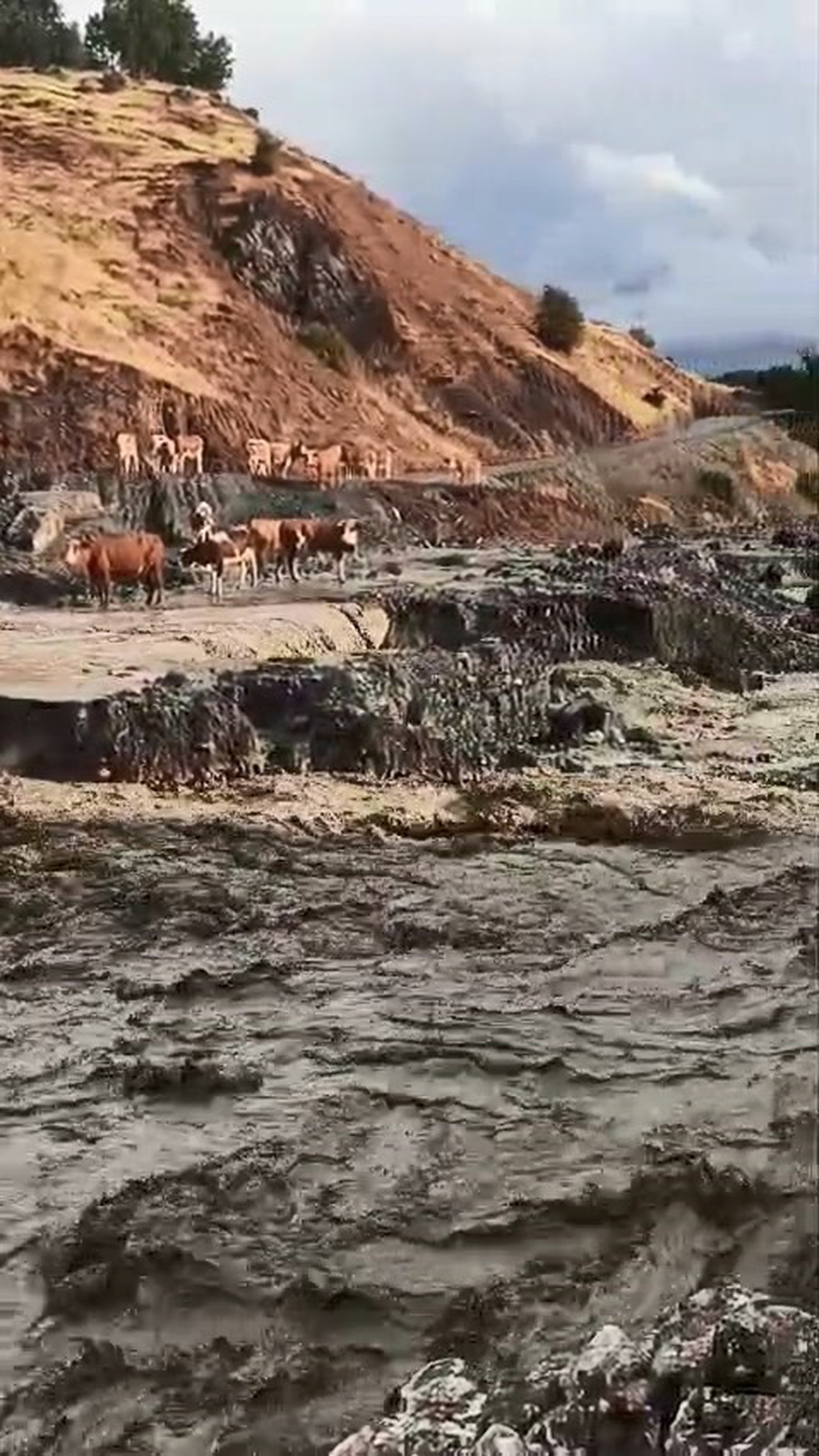 Elazığ Palu'da selde mahsur kalan inekler, yağış durunca bulundukları yerden çıktı