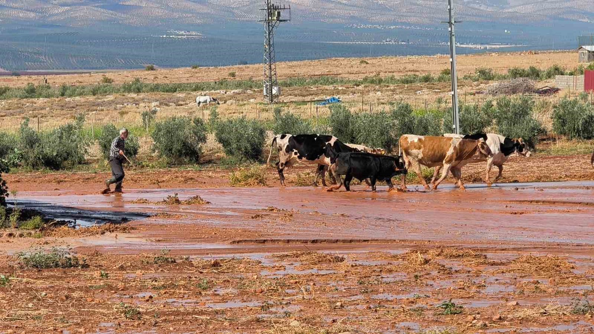Hatay Reyhanlı'da sağanak sele dönüştü, tarım arazileri ve ahırlar zarar gördü