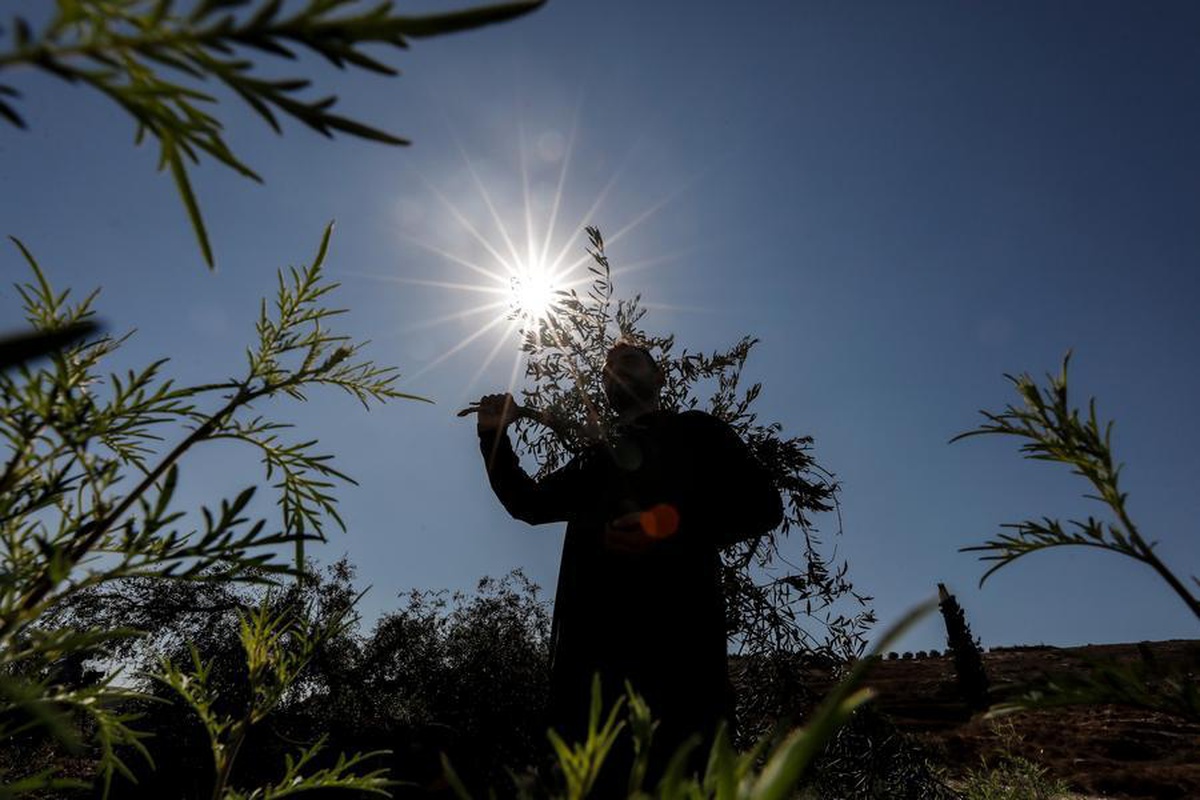 İsrail güçleri, Batı Şeria'da 2026'da 8.400'den fazla asırlık zeytin ağacını söktü