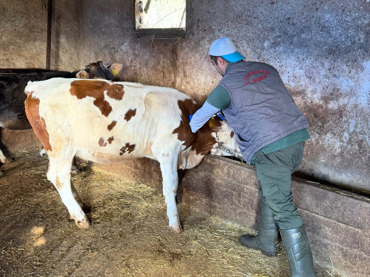 Kırklareli Kofçaz'da hayvancılık işletmelerinde aşılama ve sağlık kontrolü sürüyor
