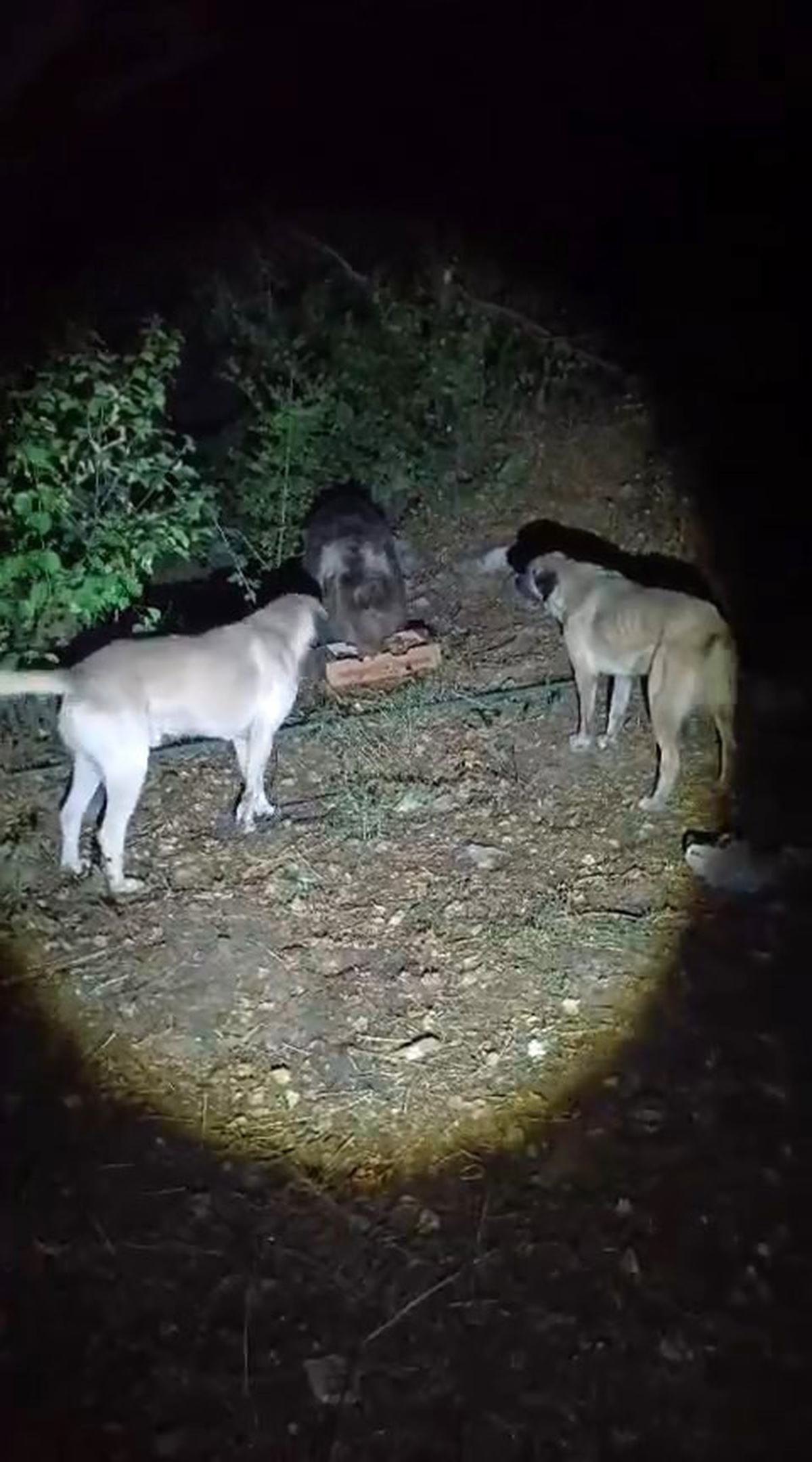 Tunceli'de kamp alanına gelen ayı, köpeklerin havlamasına aldırmadan yemeğini yedi