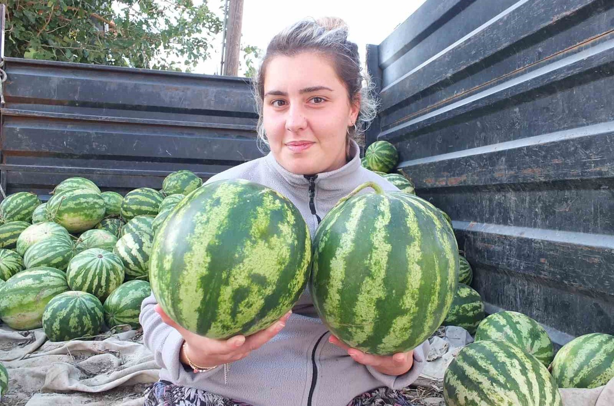Burhaniye'de güz karpuzu hasadı başladı, 3 tanesi 100 liraya satılıyor