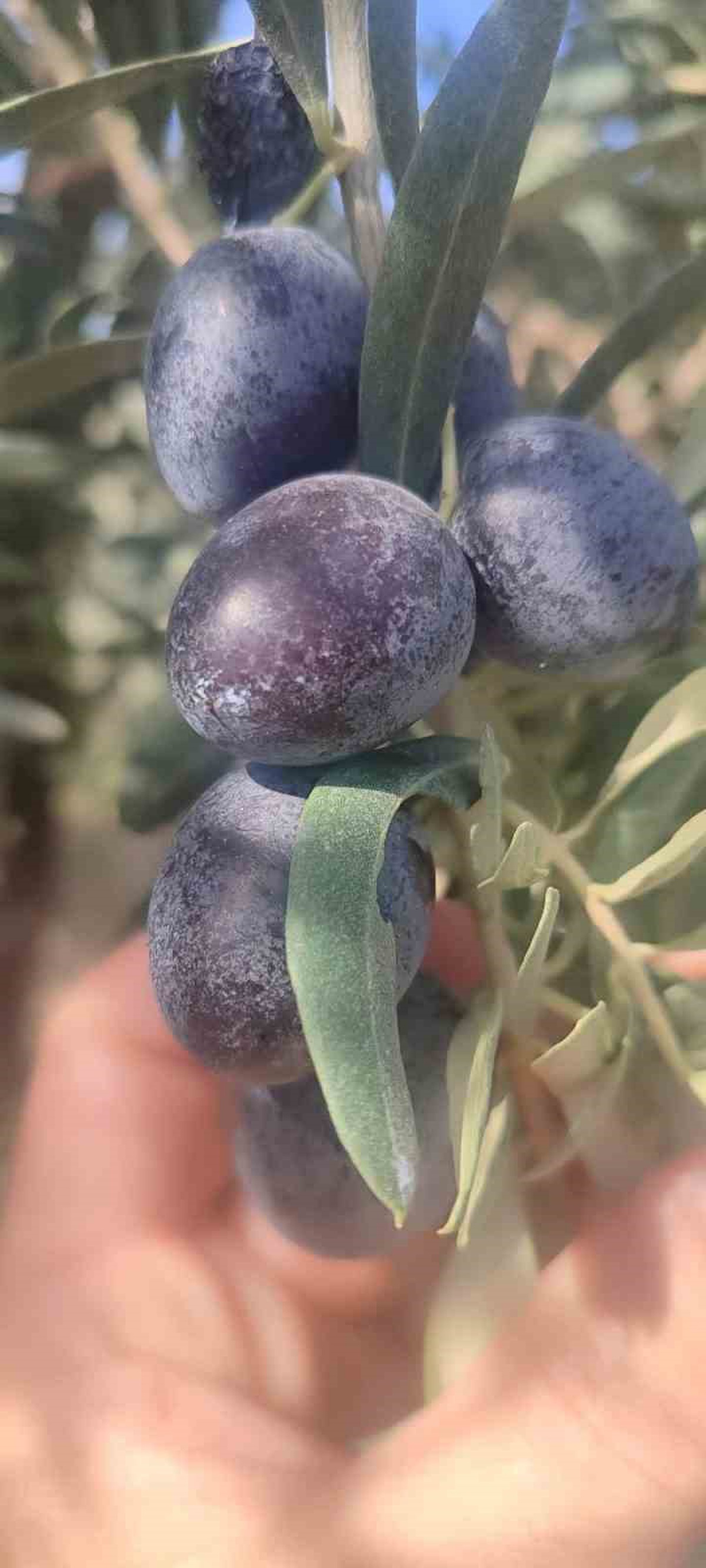 Didim'de üreticilere sofralık zeytin hasadında zeytin sineği uyarısı yapıldı