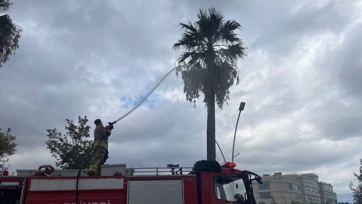 İskenderun Meydan Mahallesi'nde yıldırım düşen ağaçtaki yangını itfaiye söndürdü