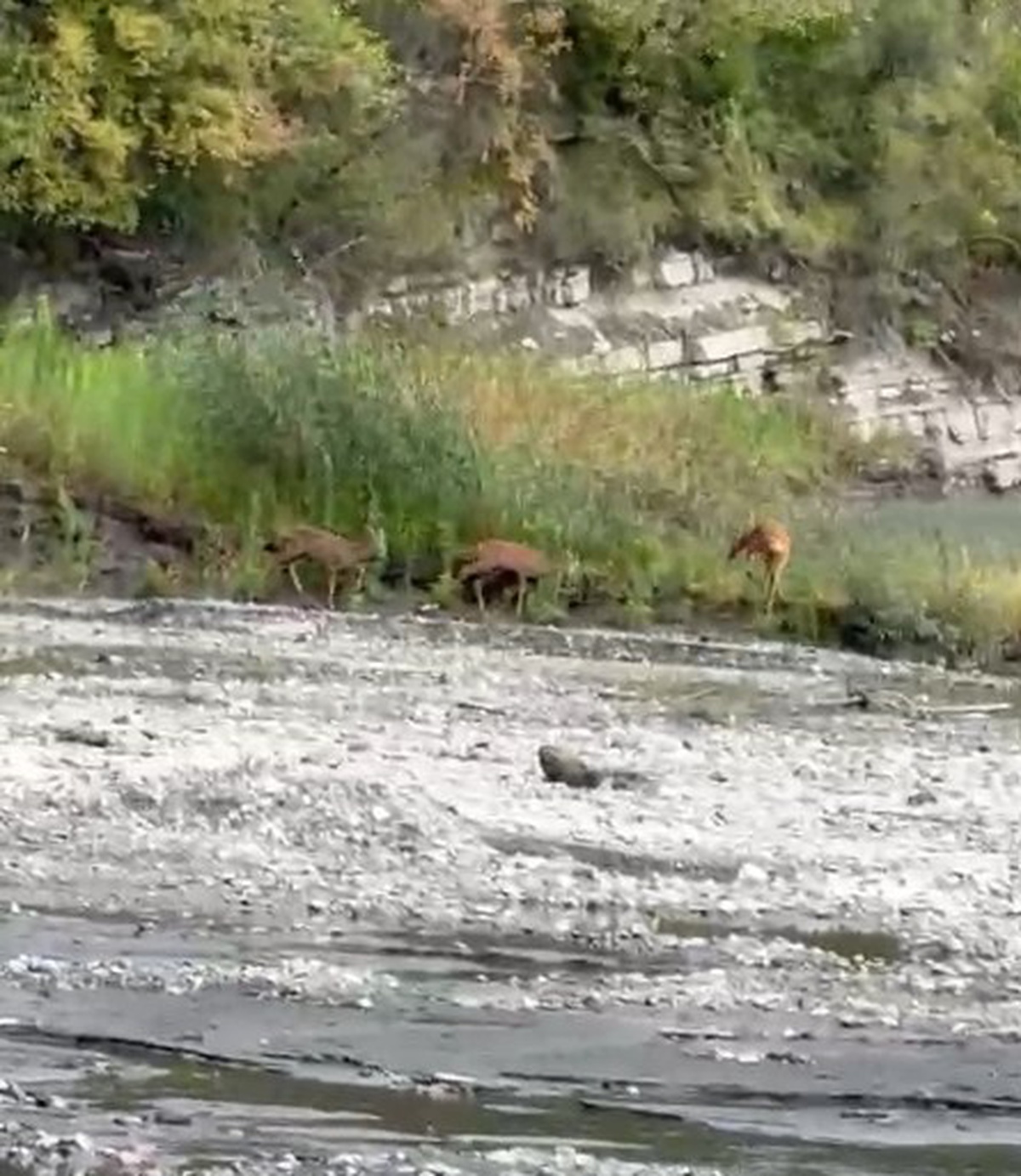 Kastamonu Çatalzeytin'de dereden su içen üç karaca görüntülendi