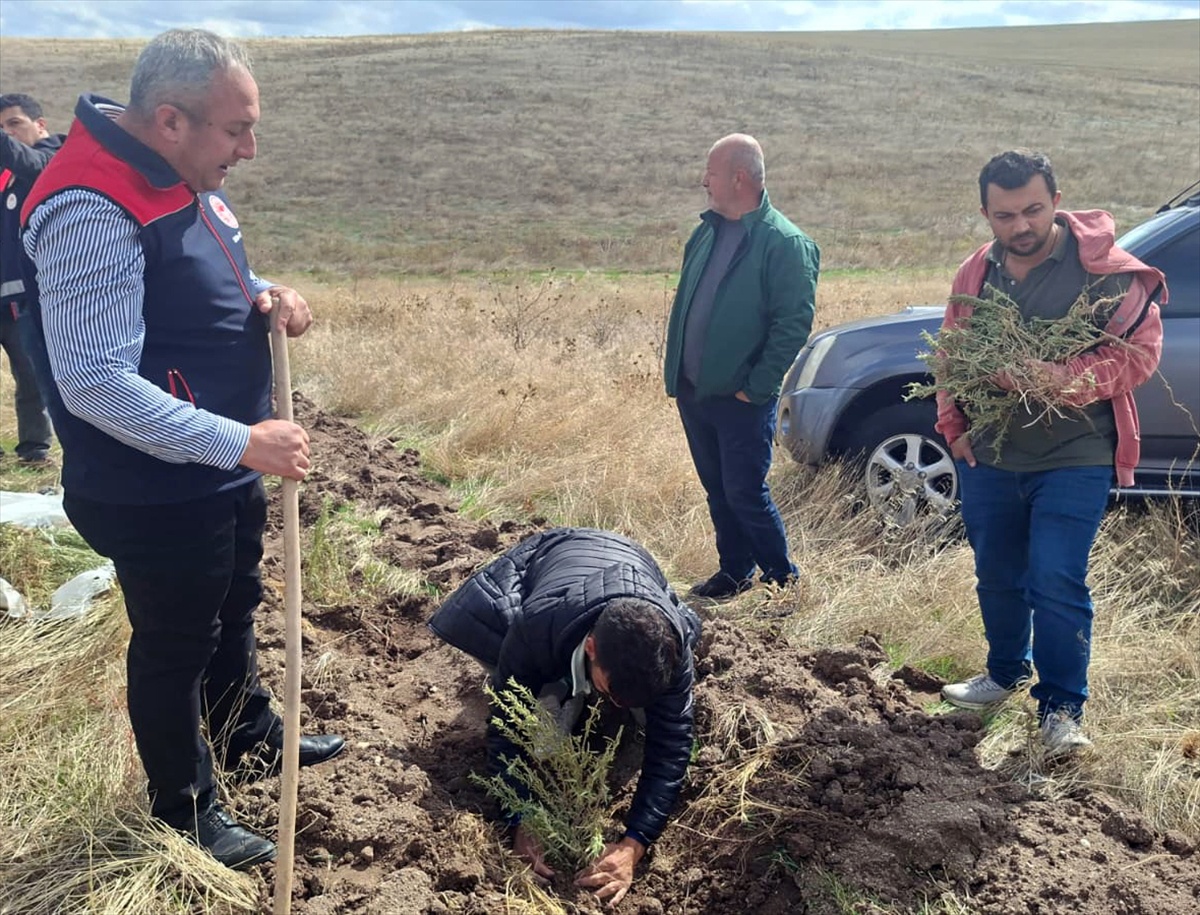 Kırıkkale Keskin'de 150 dönümlük mera ıslahı için 25 bin tuz çalısı dikimine başlandı