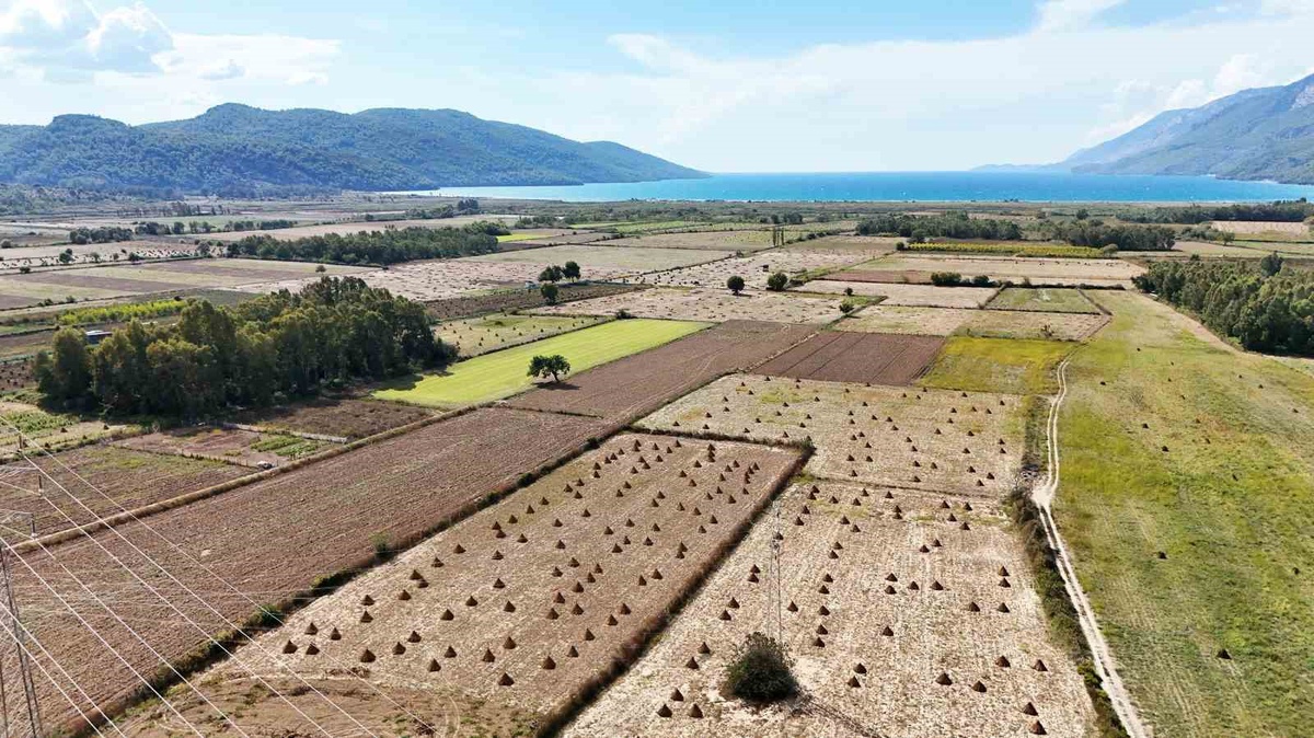 Muğla Ula'da Gökova susamında hasat dönemi başladı, Japonya'dan suşi için talep var