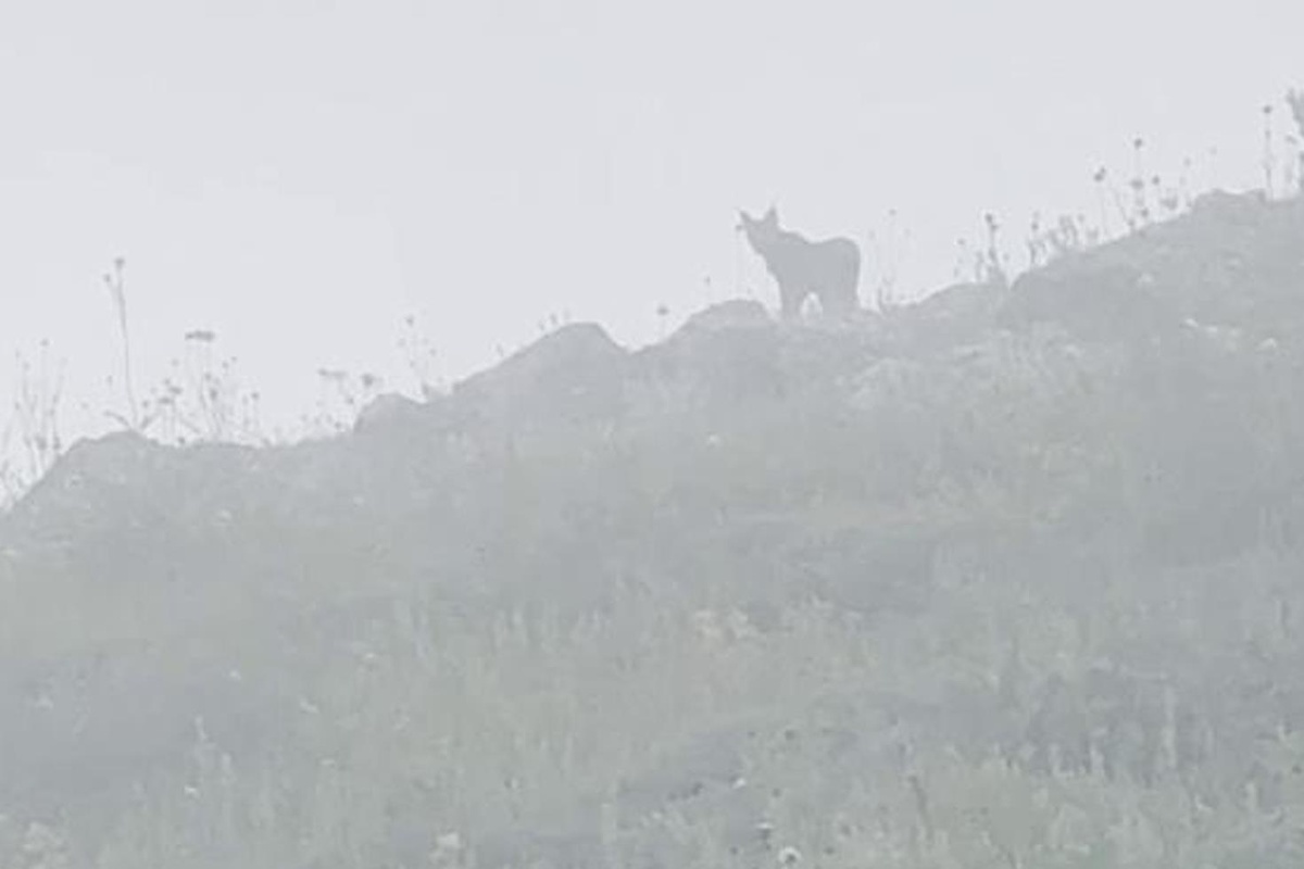 Yer: Sivas! Ormanın hayaletiyle burun buruna geldi