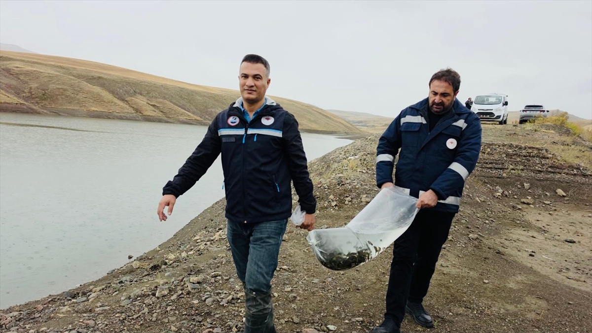 Van'da 8 gölette balık stokları yaklaşık 700 bin sazan yavrusuyla desteklendi