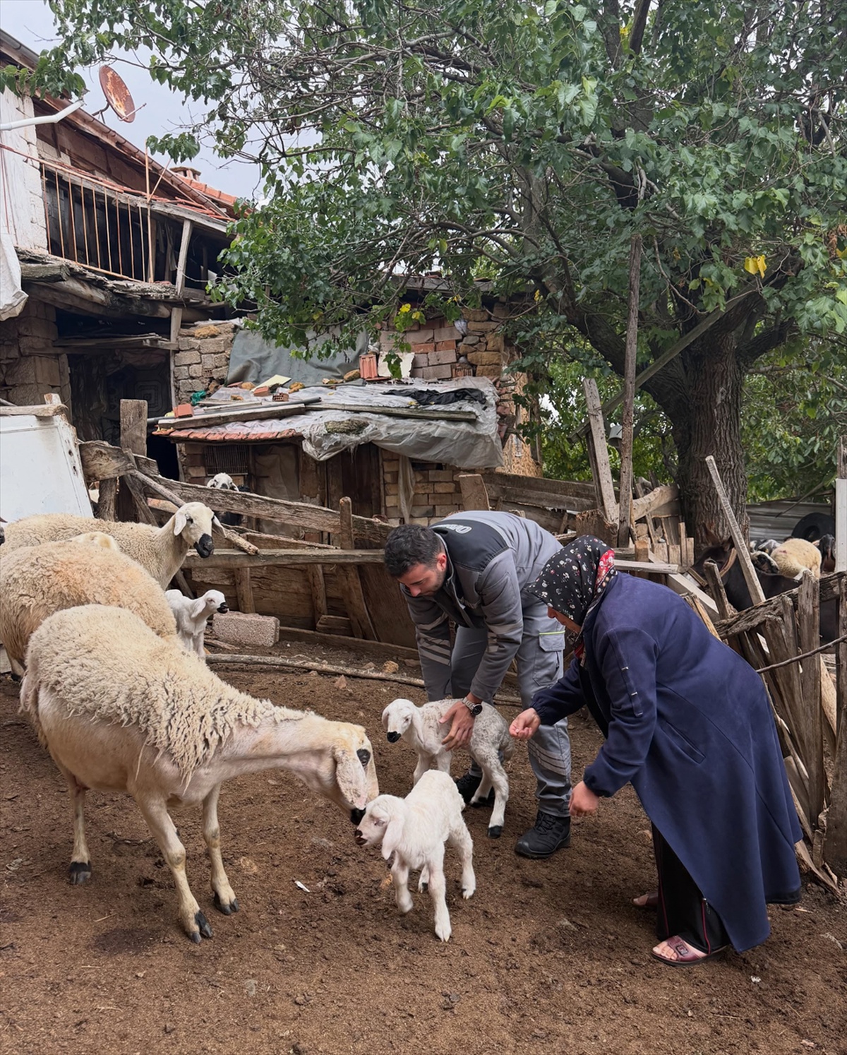 Yozgat'ta orman köylülerine ORKÖY projesiyle büyükbaş ve küçükbaş desteği verildi