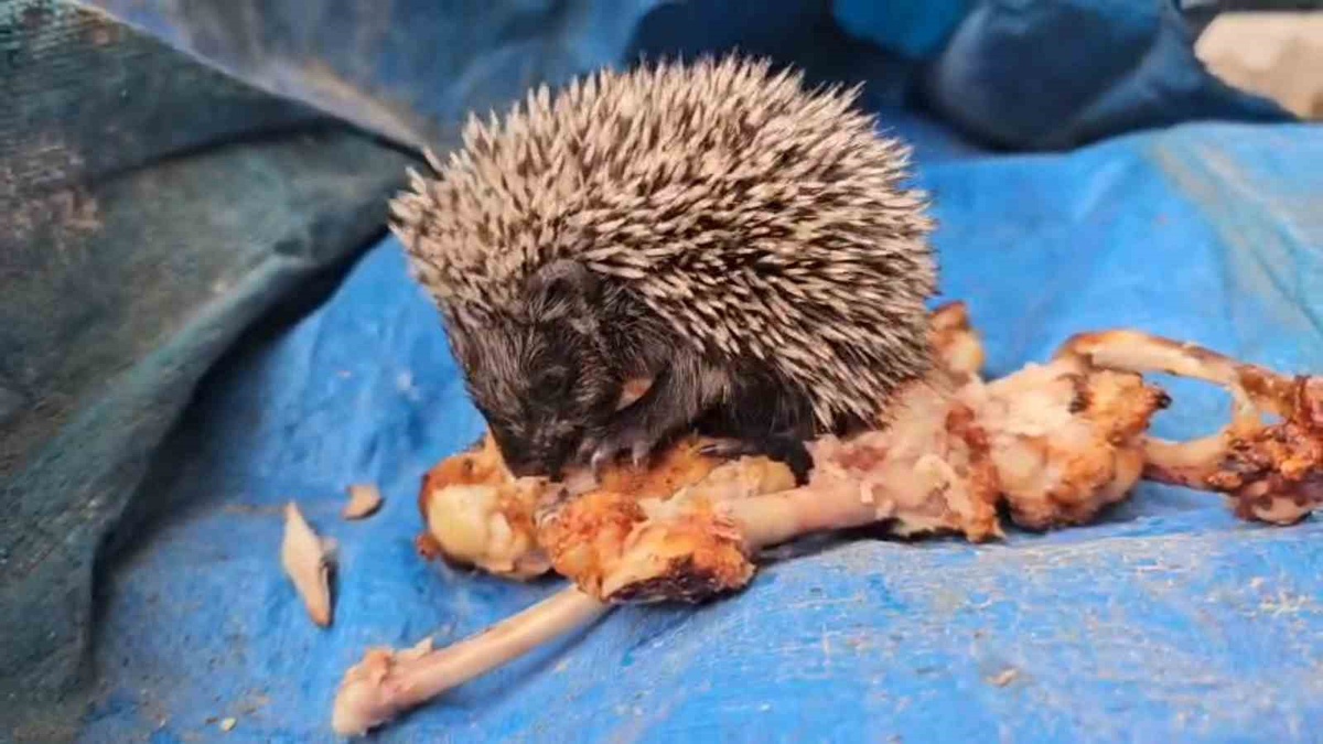 Bolu Paşaköy'de mangal yapan vatandaş, yavru kirpiyi tavuk kanadıyla besledi