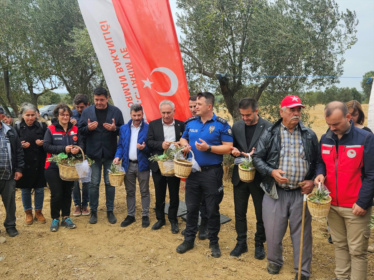 Eceabat'ta zeytinyağı festivali sona erdi, Kaymakam Yenigün bereketli sezon diledi