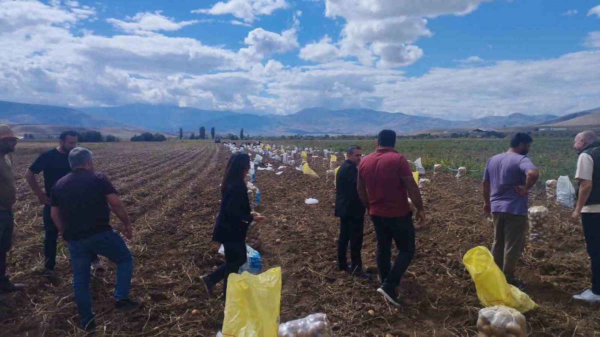 Erzincan Tercan'da patates hasadı başladı, üreticiler kışlık patatesleri hasat ediyor