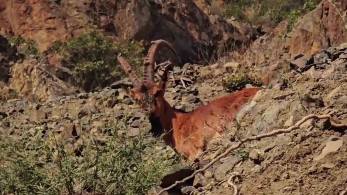 Erzurum Tortum'da dağ keçileri Erzurum-Artvin karayolu yakınında kaydedildi