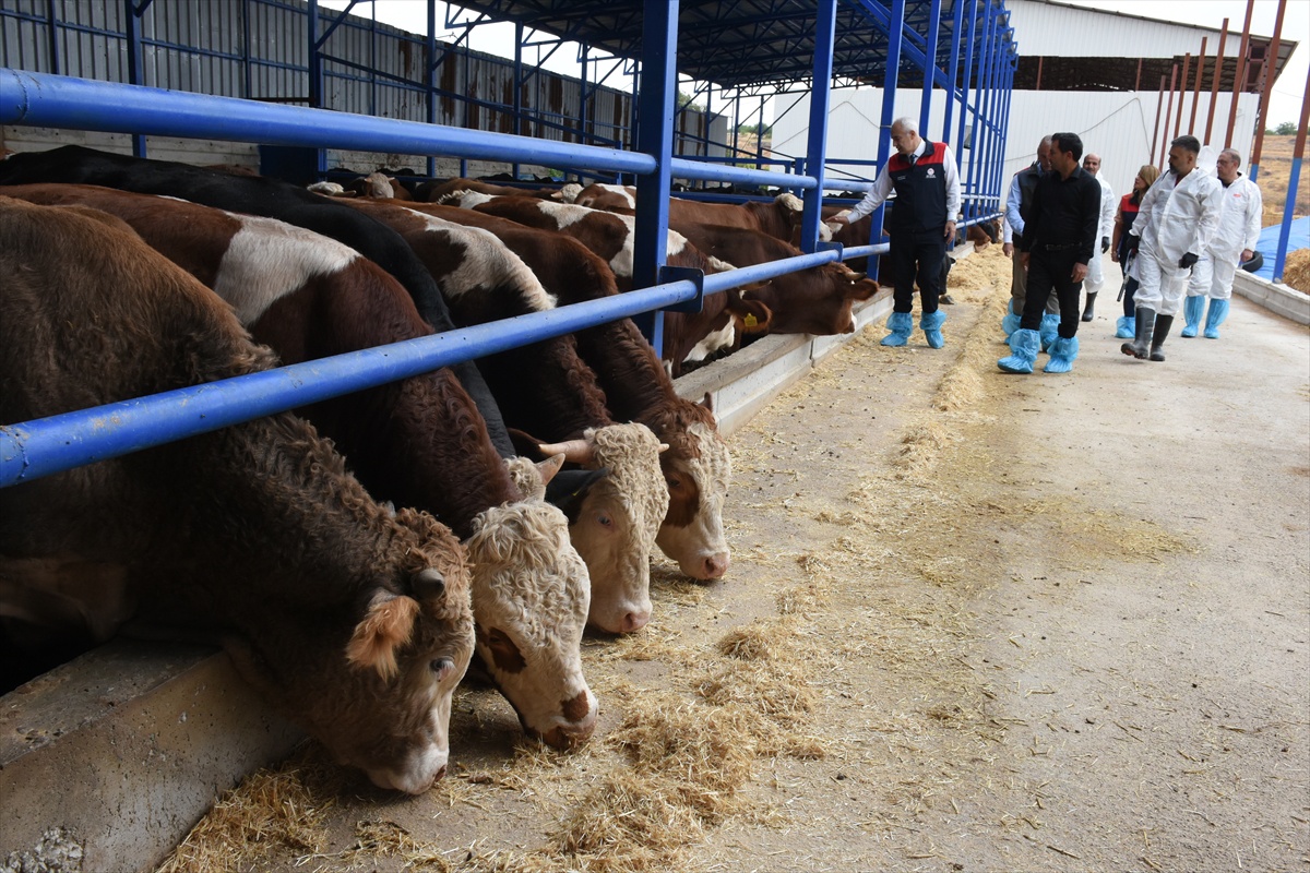 Malatya'da 238 bin büyükbaş için şap aşılaması 13 Kasım'da sona erecek