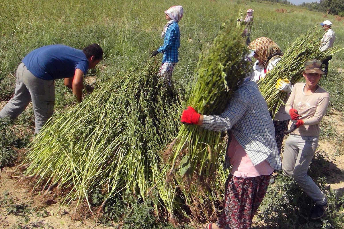 Gökova susamında hasat dönemi başladı, Japonya'dan suşi için talep var