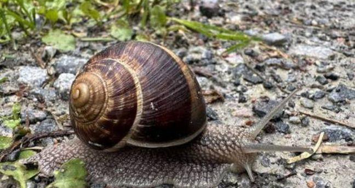Salyangozlar neden yağmur yağınca çıkar? Salyangozlar yağmur yağdığında neden dışarı çıkar?