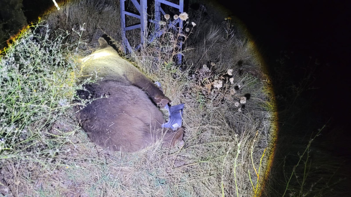 Tunceli-Erzincan yolunun 15'inci kilometresinde ayıya cip çarptı, ayı öldü