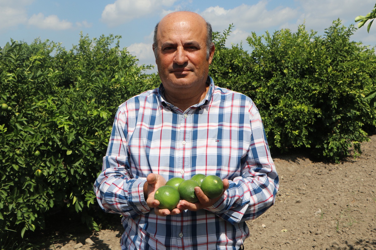Adana'da yeni sezon Mayer limonu, yatak limonu nedeniyle beklenen fiyata ulaşamadı