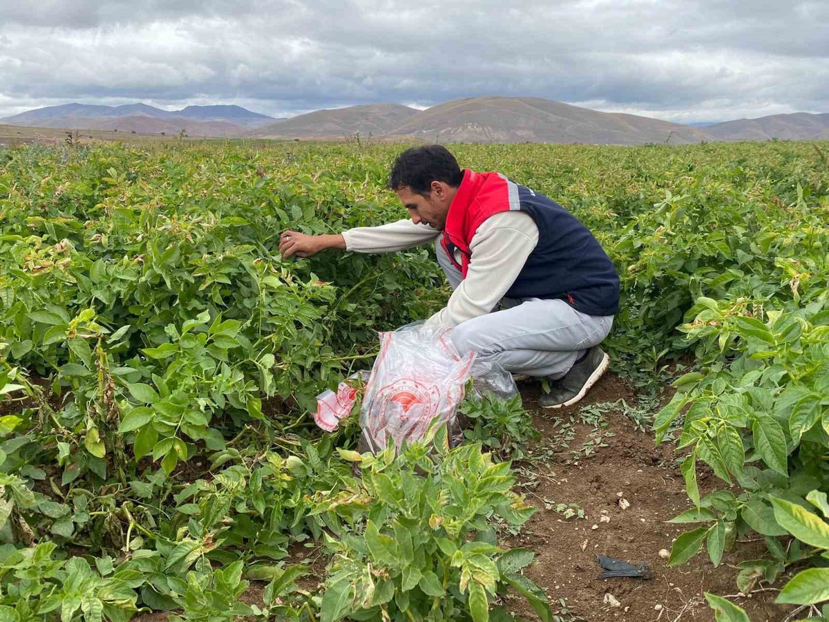 Bayburt'ta tohumluk patates alanlarında karantina kapsamında toprak kontrolü yapıldı