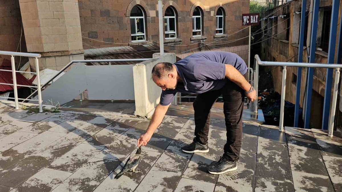 Bitlis Adilcevaz'da kasabın bakımını üstlendiği karga her gün dükkana geliyor