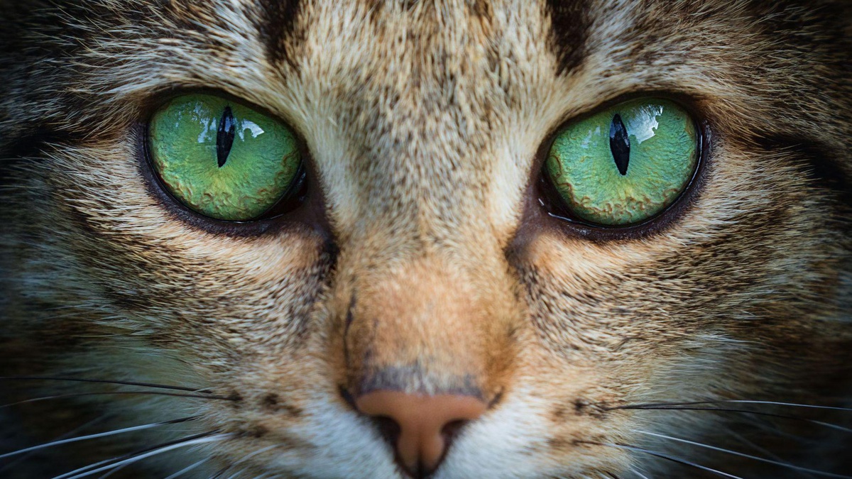 Mühendisler kedi gözü anatomisini robot ve İHA kameralarına uyarladı