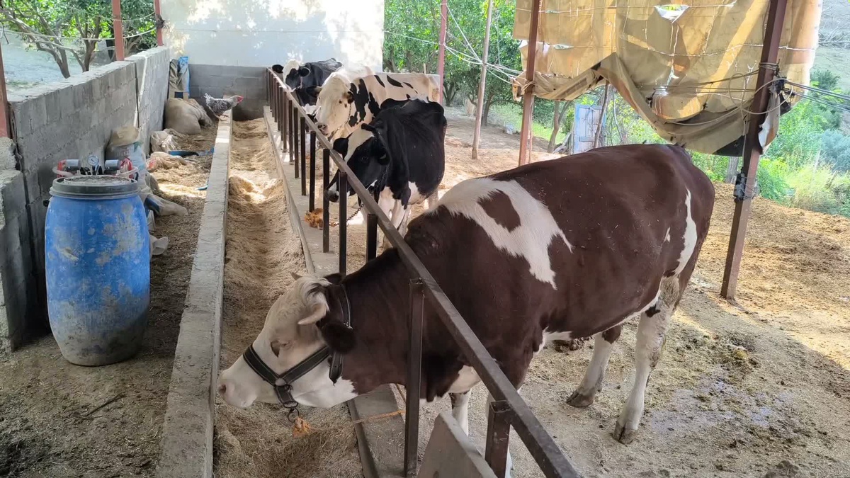 Osmaniye Sumbas'ta süt üreticileri süt fiyatının yemi karşılamadığını söylediler