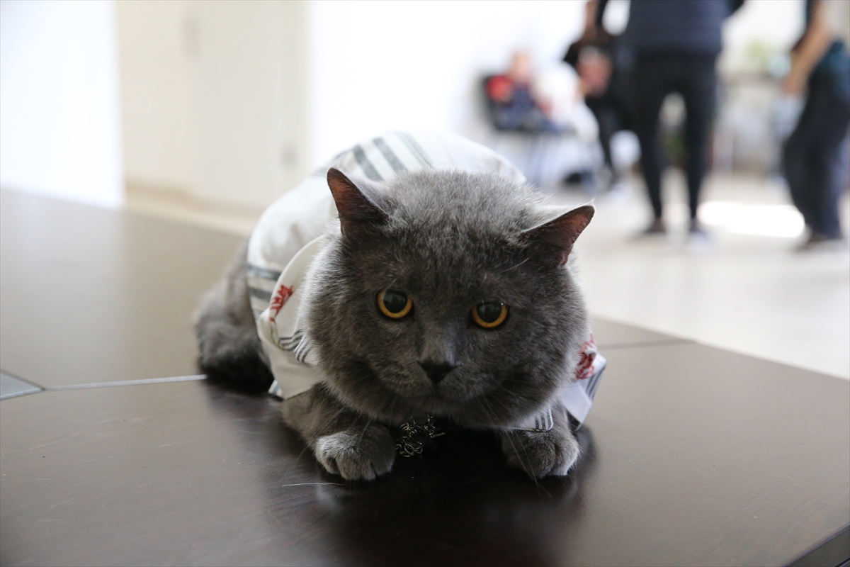 Tokat'ta 18 kedi, Hayvanları Koruma Günü'nde güzellik yarışmasında podyuma çıktı
