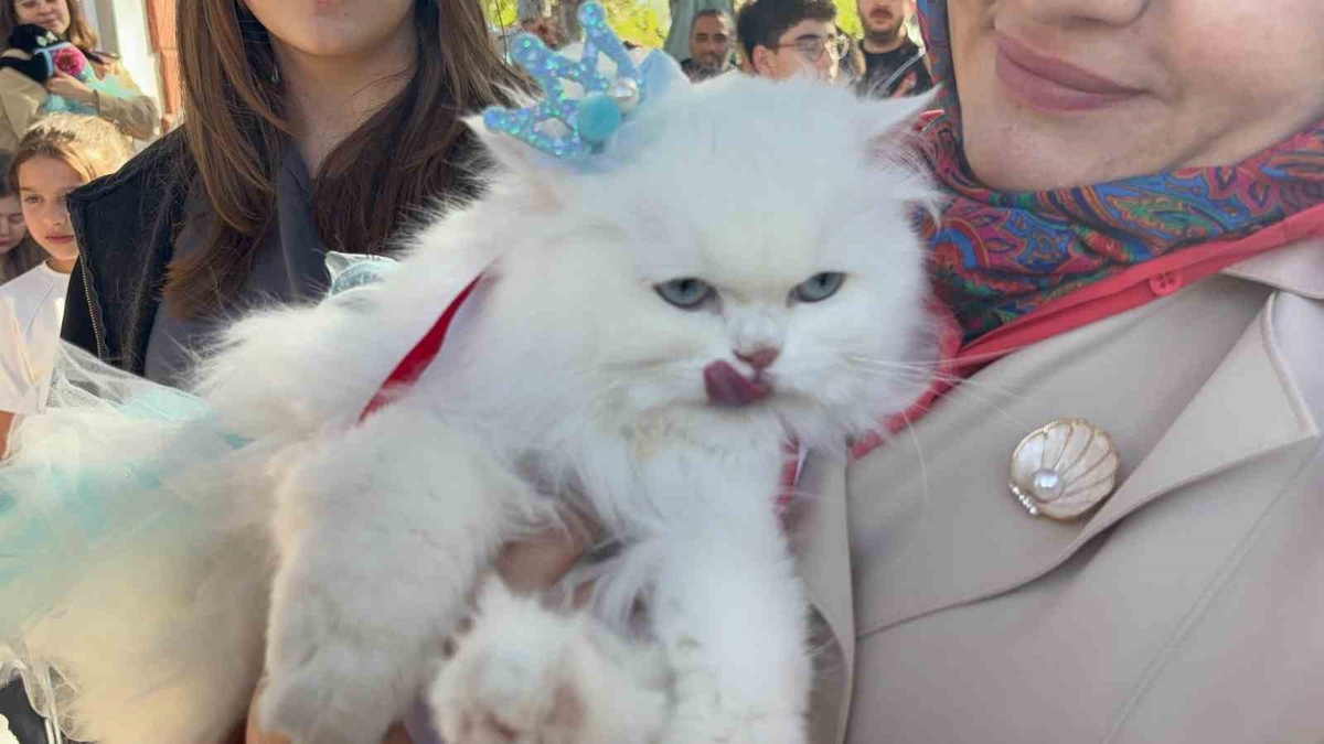 Tokat'ta kedi güzellik yarışında 20 kedi podyuma çıktı, Pamuk ve Duman birinci oldu