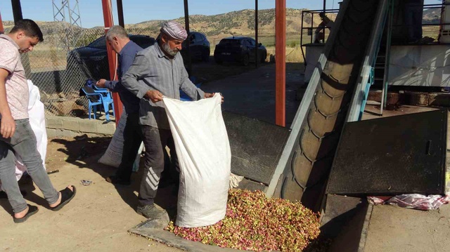 Gercüş'te fıstık üretimi gelişti, fiyatlar 800 TL'ye ulaştı