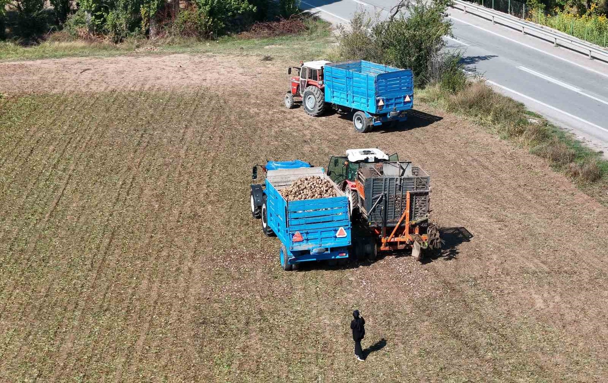 Erzincan'da şeker pancarı hasadı başladı, taban fiyatı henüz açıklanmadı