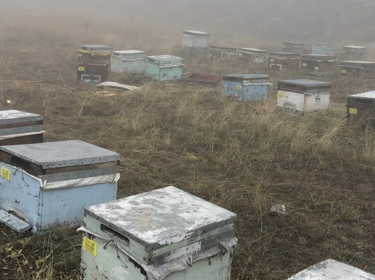 Konya Bozkır'da ayı 1300 kovanlık arılığa saldırdı, üretici tepkisi tebessüm ettirdi