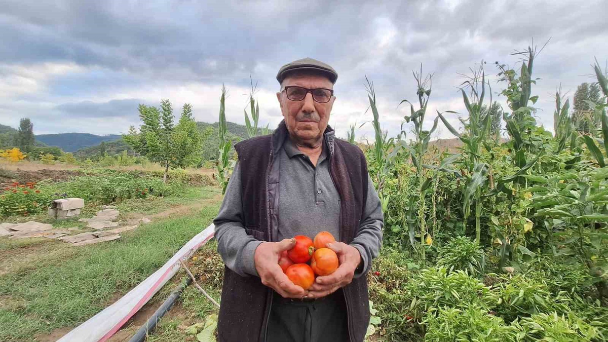 Manisa Sarıgöl'de çiftçi İbrahim İçen, ata tohumu domateslerden her yıl tohum alıyor