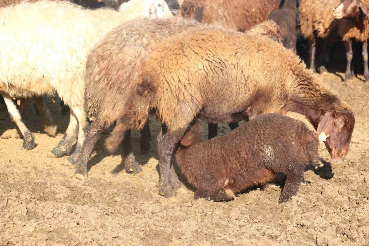 Mavi dil hastalığına karşı küçükbaş yetiştiricilerinin dikkatli olması istendi