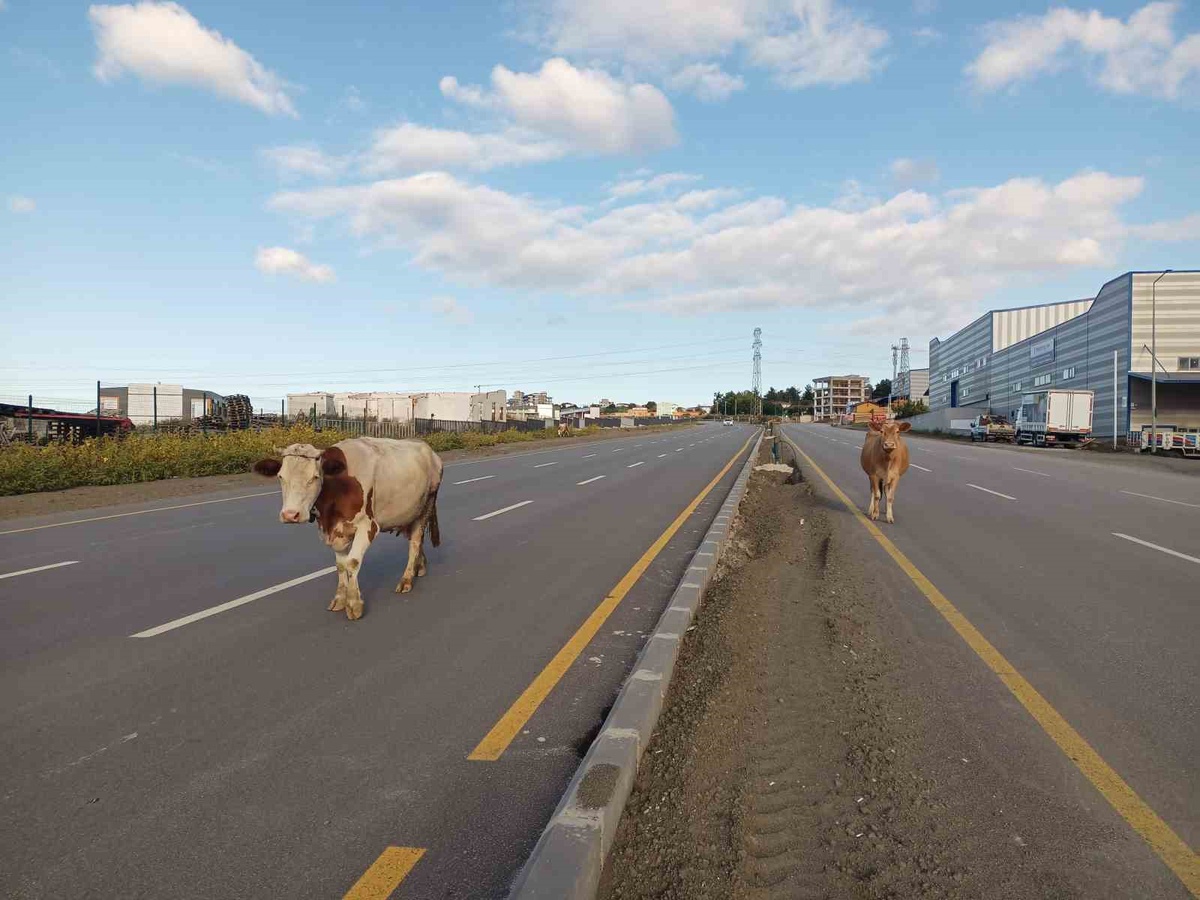Samsun'da başıboş büyükbaş hayvanlar yol ortasında yürüdü, sürücüler hız düşürdü