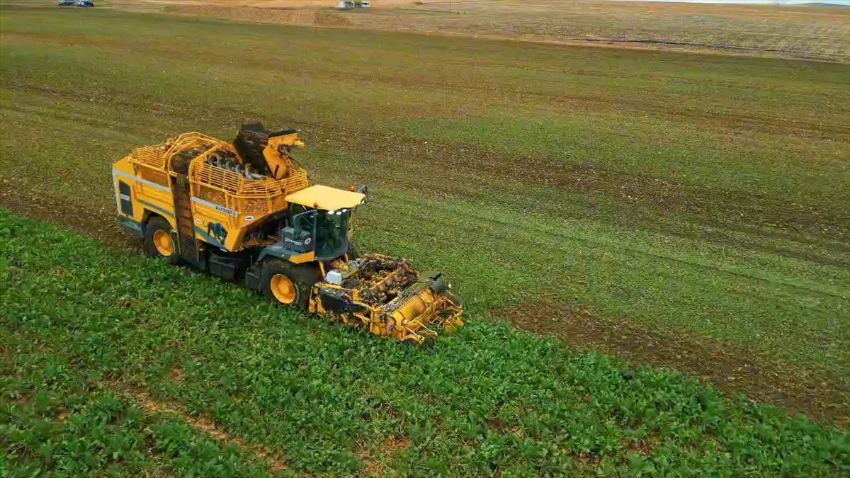 Tekirdağ Çorlu'da 120 dekarda şeker pancarı hasadında dekara 10 ton verim alındı