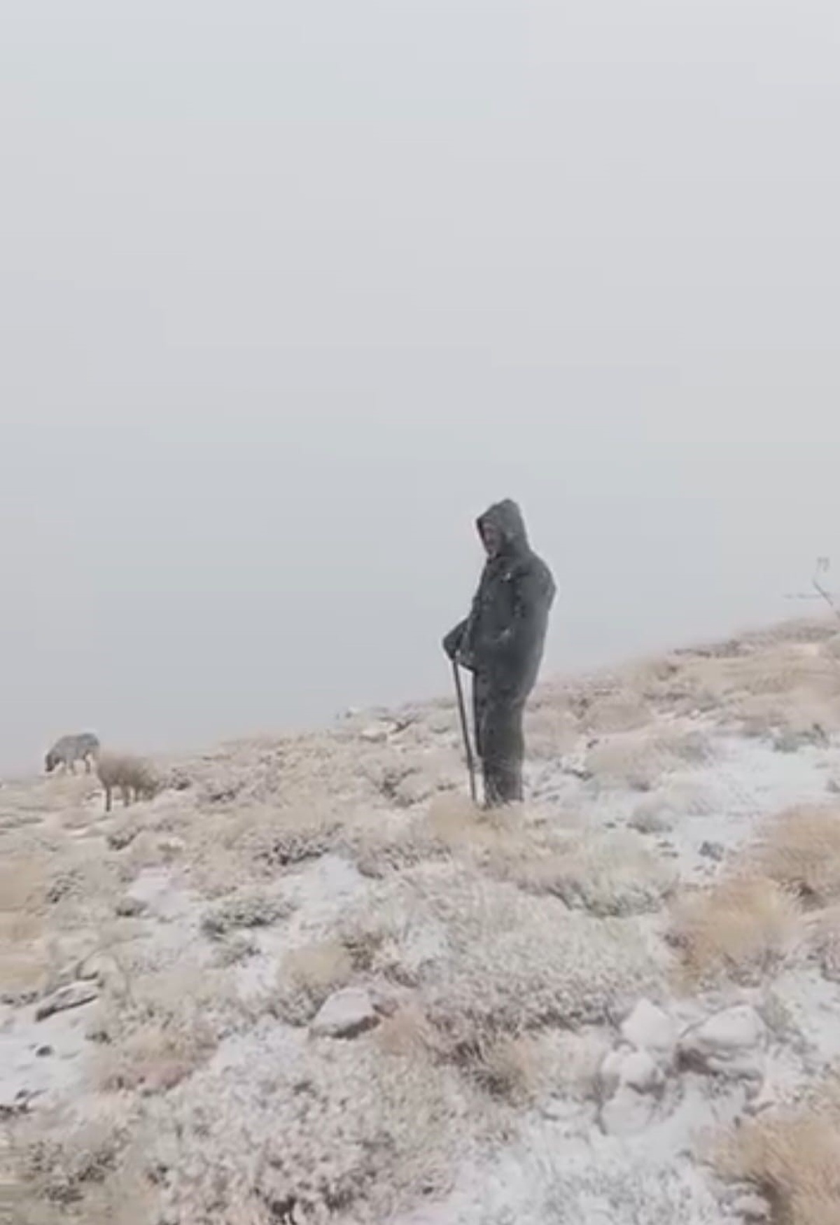 Tunceli Ovacık'ta kar yağışı etkili oldu, çoban koyunlarını karlar altında otlattı