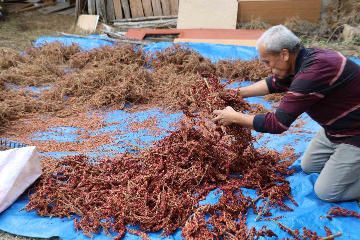 Adana Saimbeyli'de yabani sumak hasadı başladı, kilosu 800-900 TL'den alıcı buluyor