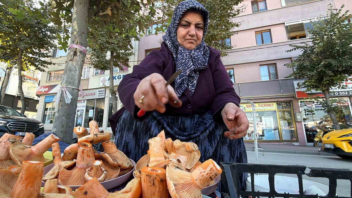 Bolu'da kanlıca mantarı yoğun ilgi görüyor, kilosu 500-600 liradan satılıyor