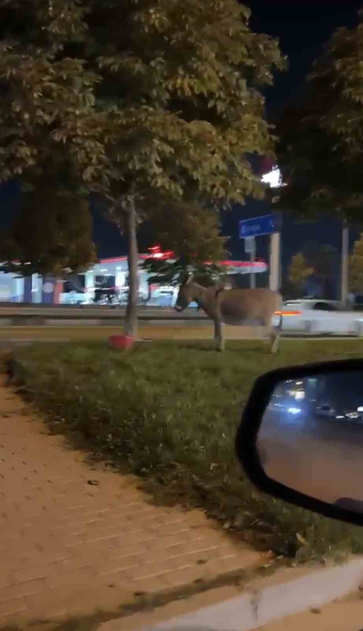 Bursa'da İzmir Yolu Caddesi'nde bir kişi eşeğini ağaca bağlayıp bölgeden ayrıldı