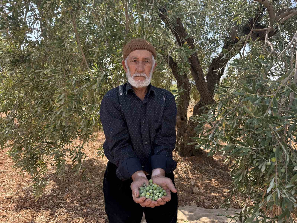 Gaziantep Oğuzeli'nde yeşil zeytin hasadı başladı, kilosu 100 liradan satılıyor